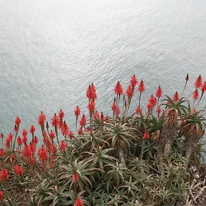  Apartament Palma Madeira Wandern Und Tauchen